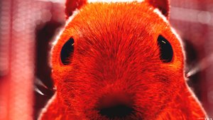 БЕЛКА С ОРУЖИЕМ - Squirrel With A Gun