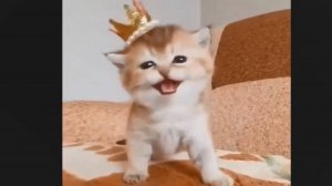 Милые котята и котики, 1. Король котиков