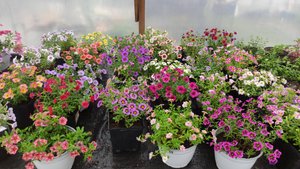 Теплица 26,09,24