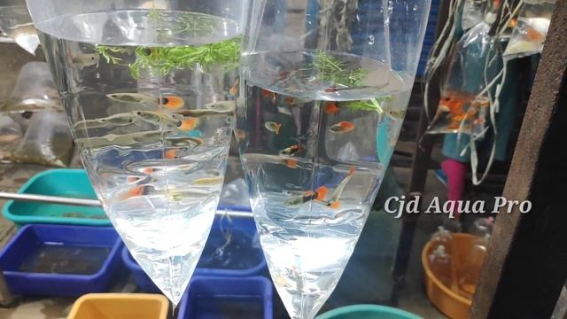 #cjdaquapro Kolathur fish market #kolathurfishmarket #kolathurpacketfish
