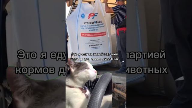 🐮 Животные любят стабильность во всём!