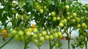 ГИДРОПОНИКА. ПИТАТЕЛЬНЫЙ РАСТВОР. Способ приготовления питательного раствора. Hydroponics.