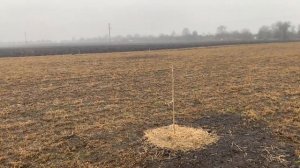 Зайцы и мыши в ореховом саду. Что делать?