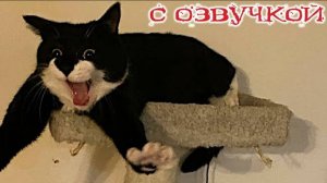 Приколы с котами С ОЗВУЧКОЙ - СМЕШНЫЕ КОТЫ и собаки Самые смешные животные