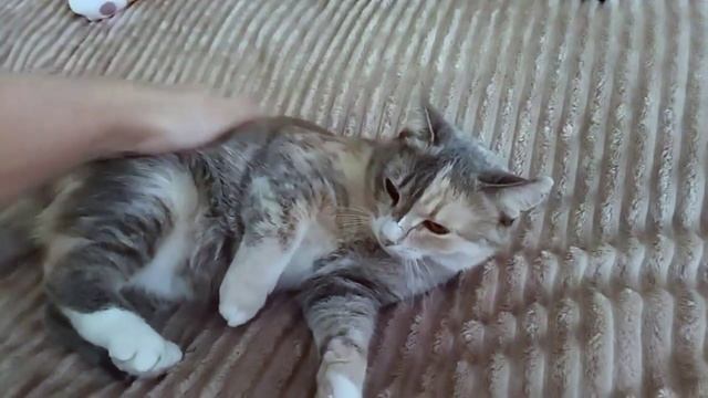 Кошка кусается когда хочу почесать пузико
