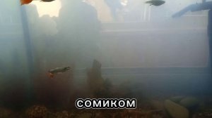 как запустить аквариум и завести рыбок