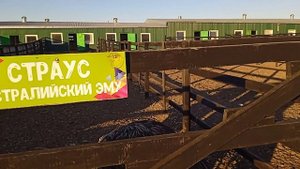 Страус австралийский эму.