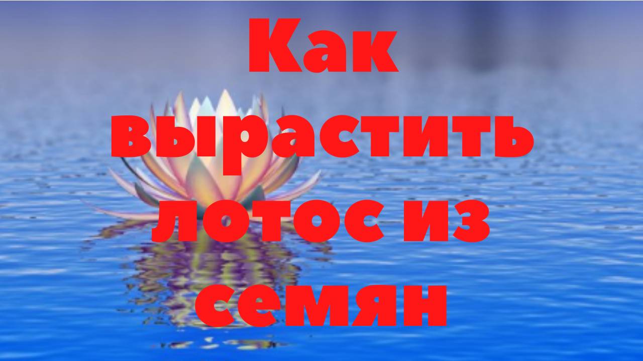 Как вырастить лотос из семян