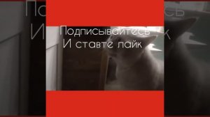 Говорящий КОТ открой дверь