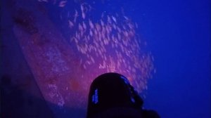 Diving in Hawaii at the Sea Tiger Wreck with XTAR D08 diving flashlight