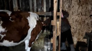 Жизнь в деревне.Размеры стойла для коровы.Сделайте так и ваша корова будет чистая.Сельское хозяйств