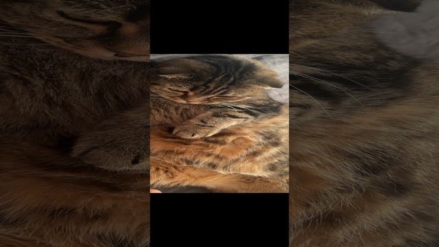 ЧЕССИ🐯РАСЧЕРЕПАШИЛАСЬ