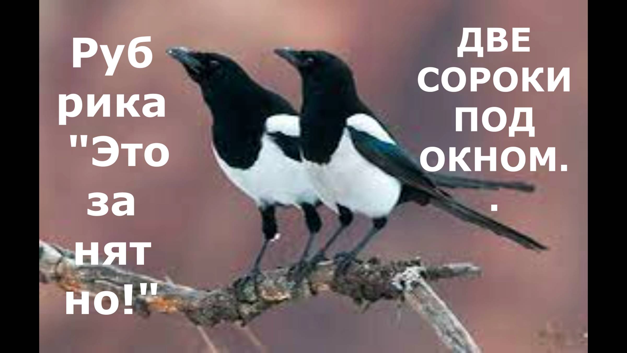 Две сороки под окном.