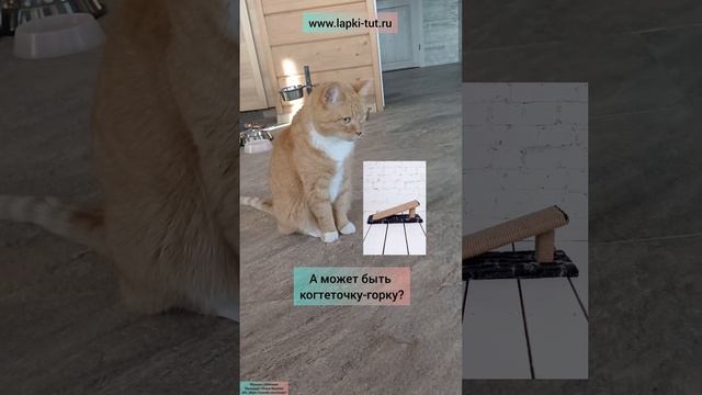 когтеточки