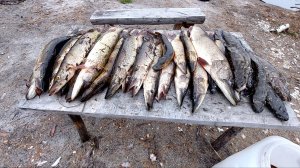 Нашёл заводь а там полно щук. рыбалка на р. Етыпур.