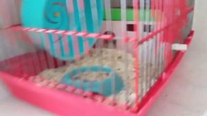 У Сони НОВОСЕЛЬЕ. КАК СДЕЛАТЬ ДОМ Для хомяка.