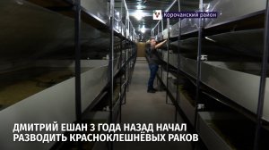 Разведение красноклешнёвых раков