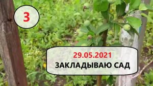 3. 29 мая 2021. Закладываю сад.