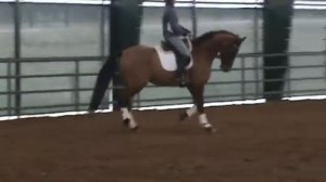 2006 GOV Oldenburg Gelding