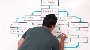 Система кровообращения | Коронарный круг