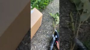 Питомник Росток/Челябинск/Отличные саженцы рекомендую/Отзыв