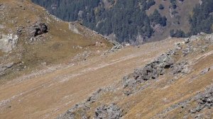 Учет оленя Умпырьская долина 2024