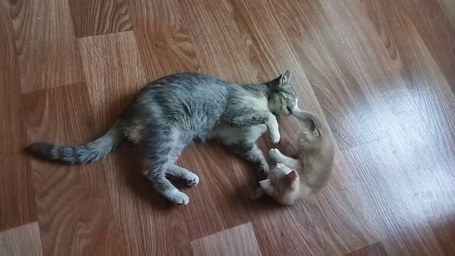 Кошка играет с котенком