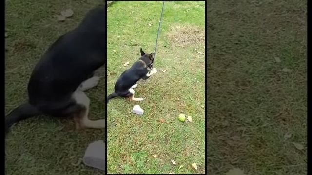 🐕 ⚽ 🤪