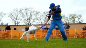 Dog Puller World Championship 2019 Hungary