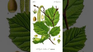 ОРЕХОВАЯ ВЕТКА