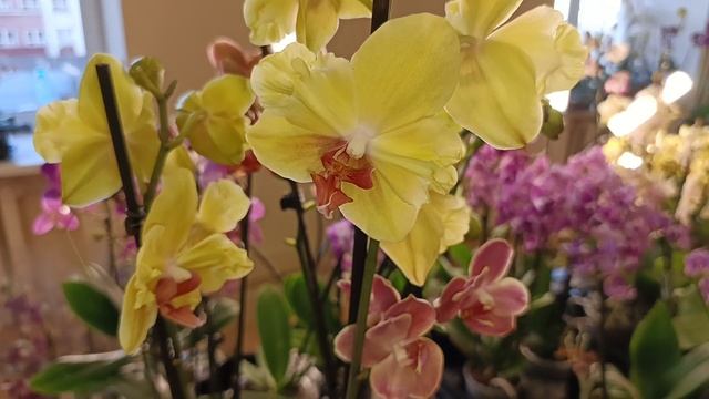 ПРООРХИДЕИ. Обзор наличия орхидей на 2.10.24