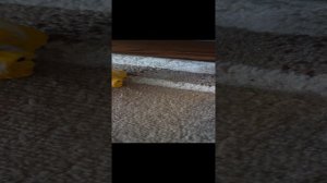 1 часть приезд тети мисс Кошки.mp4