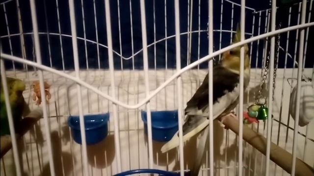 Сон попугаев в ванной! смотреть онлайн