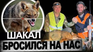 Охота на Шакала в научных целях!