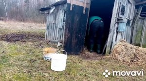 Коптим сало в бане.
