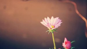 лучшие нашиды