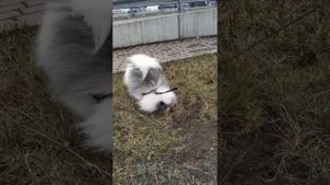 Шпиц ловит мышь