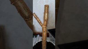 Обрезала Денежное дерево полностью🙉Как выглядит???5 месяцев спустя🤗#толстянка#крассула