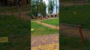 Великие Луки. Псковской области. Парк Динозавров