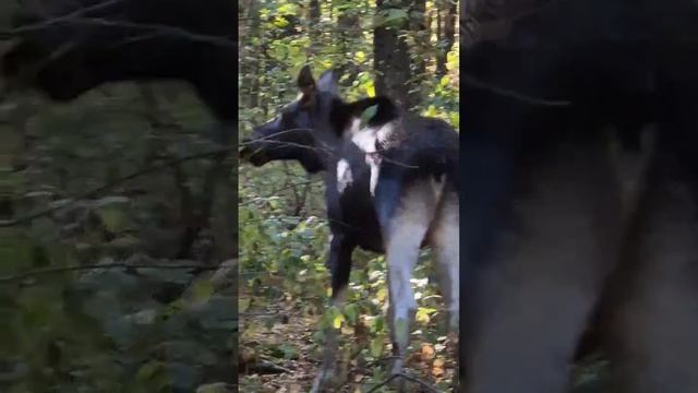 Очередной лось в окрестностях Балашихи.