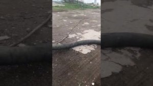 Выгрузка комбикорма из бочки