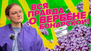 ВЕРБЕНА БОНАРСКАЯ. Как выращивать и как сохранить зимой