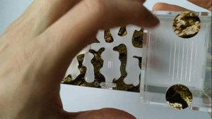 Муравьиная ферма для начинающих. Вариант доступный каждому.