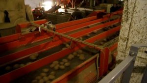 Линия калибровки семенного картофеля Dt Dijkstra