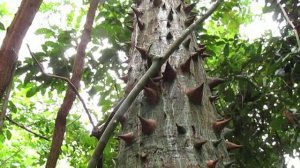 Дерево с шипами, xлопковое дерево, Капок, (Ceiba pentandra).