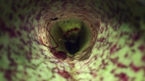 Особые взаимоотношения между растениями и животными.