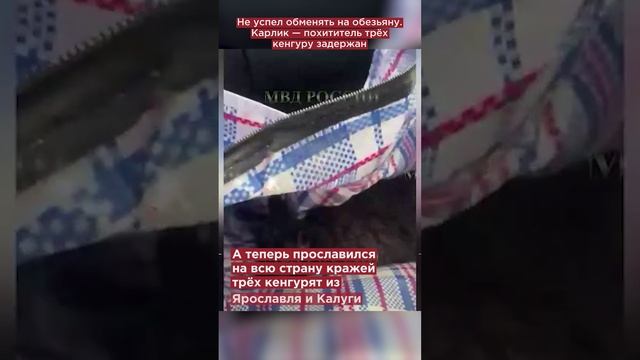 Не успел обменять на обезьяну. Карлик — похититель трёх кенгуру задержан #shorts