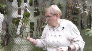 Мини дендробиумы и цветущие дендробиумы.