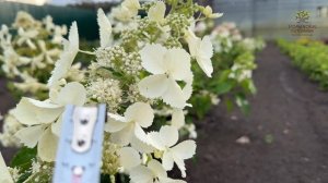 Обзор Гортензии метельчатая Левана в Егорьевском питомнике Никитенко Александра