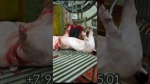 Разнога для свиней